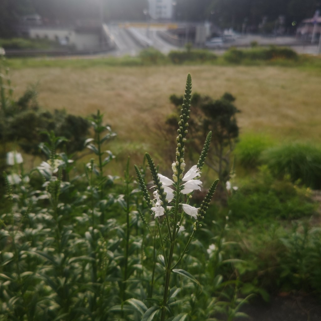 生命（いのち）の使い方