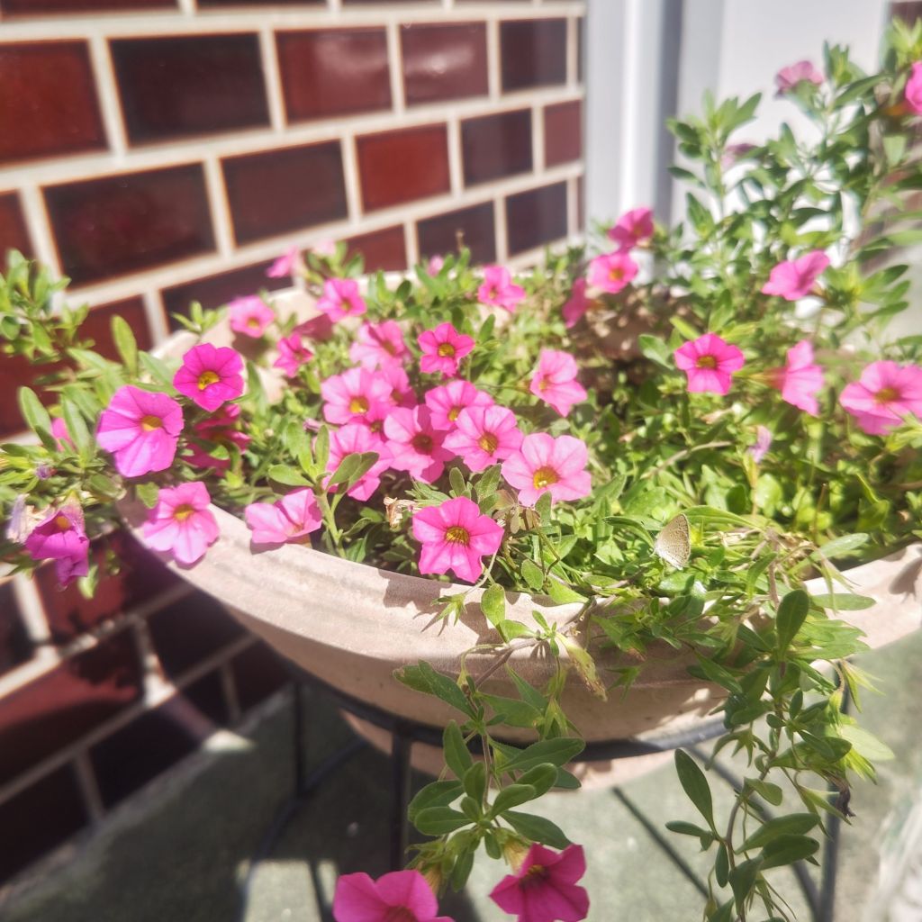写真で学ぶ教養としての仏教〜お彼岸〜