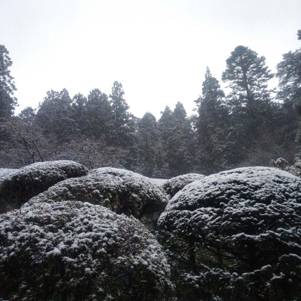 高野山への誘い⑩〜小鳥のさえずりを聞いて〜