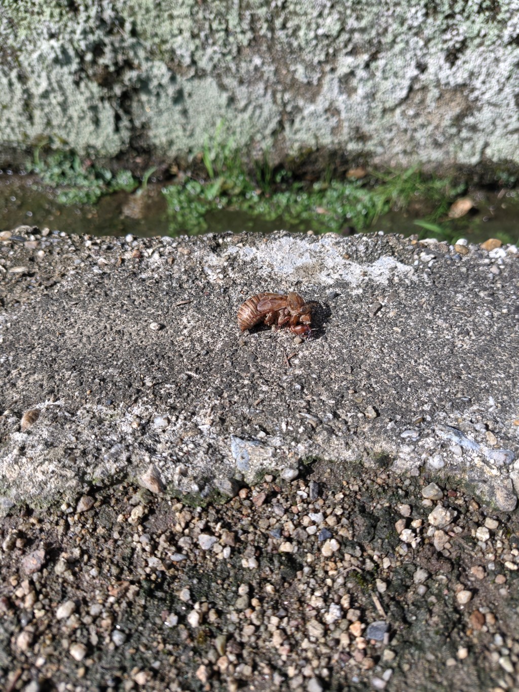 儚き人生を輝かせる「和顔施」：空蝉から学ぶ、心が満たされる生き方