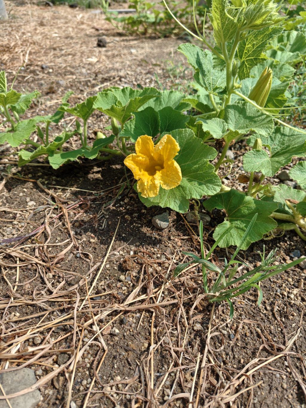仏教用語『夏花』