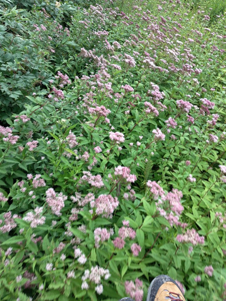 2508201414325907772299497977789423