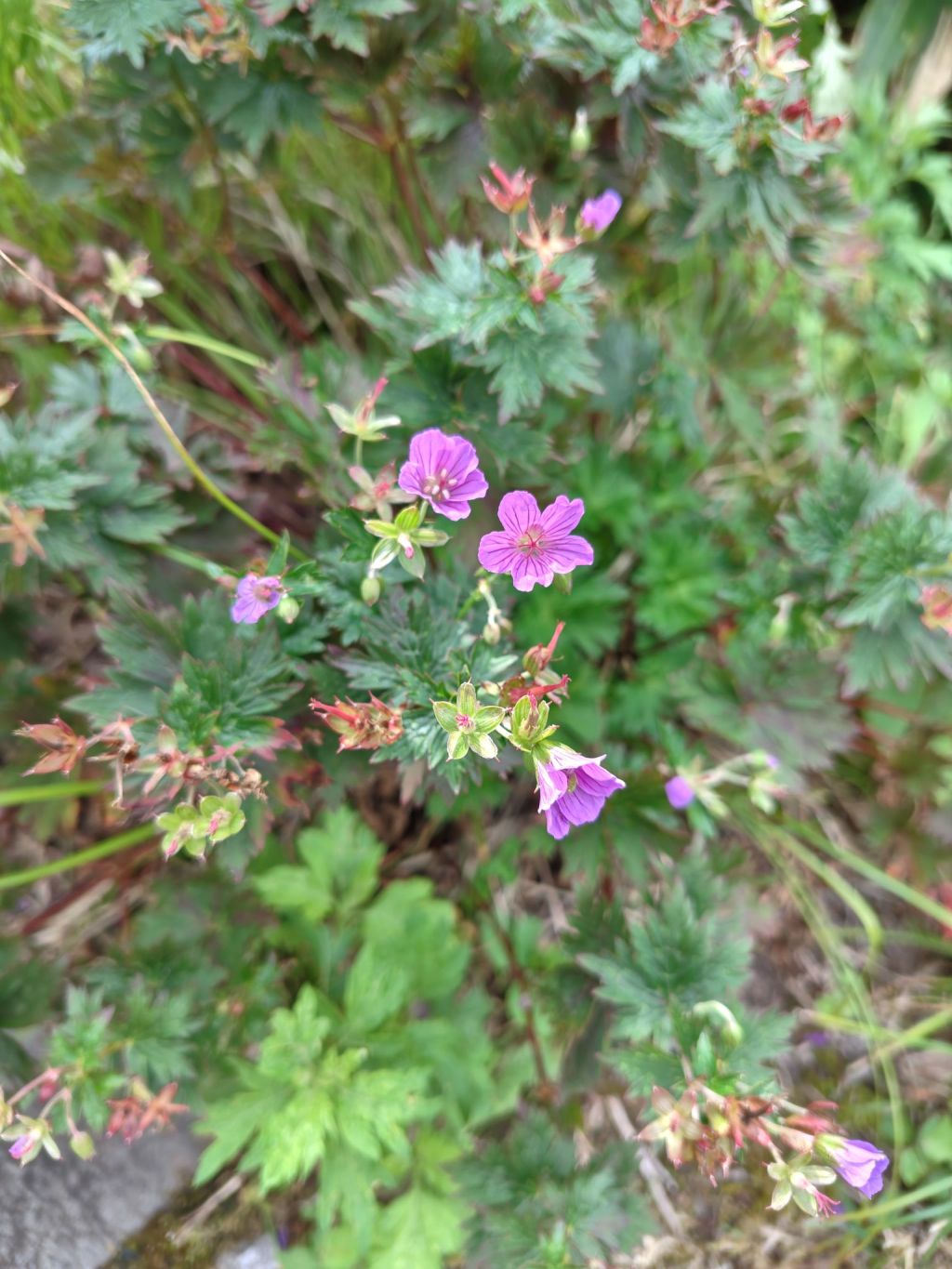 日常の言葉に潜む真実：仏教用語「普及」の意味と幸せの輪